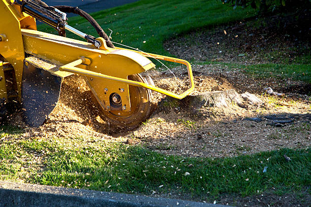 Best Root Management and Removal  in Hoschton, GA