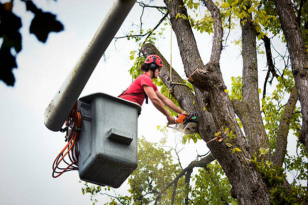 Best Hazardous Tree Removal  in Hoschton, GA