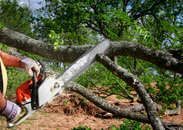 Best Lawn Mowing  in Hoschton, GA