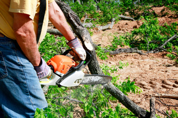 Best Tree Cabling and Bracing  in Hoschton, GA